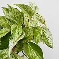 Marble Queen Pothos (Epipremnum aureum) - 4" Pot