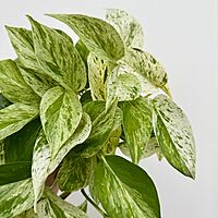 Marble Queen Pothos (Epipremnum aureum) - 4" Pot