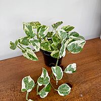 Pearl & Jade Pothos (Epipremnum aureum 'Peal & Jade') - 4" Pot