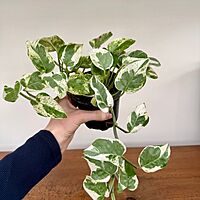 Pearl & Jade Pothos (Epipremnum aureum 'Peal & Jade') - 4" Pot