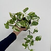 Pearl & Jade Pothos (Epipremnum aureum 'Peal & Jade') - 4" Pot