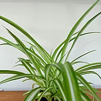 Spider Plant (Chlorophytum comosum) - 4" Pot