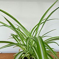 Spider Plant (Chlorophytum comosum) - 4" Pot