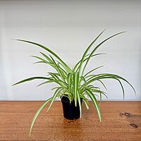 Spider Plant (Chlorophytum comosum) - 4" Pot