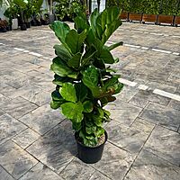 Ficus lyrata (Fiddle Leaf Fig) - 14" Pot Bush