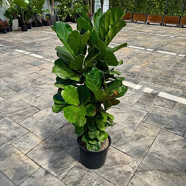 Ficus lyrata (Fiddle Leaf Fig) - 14" Pot Bush