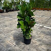 Ficus lyrata (Fiddle Leaf Fig) - 14" Pot Bush