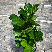 Ficus lyrata (Fiddle Leaf Fig) - 14" Pot Bush