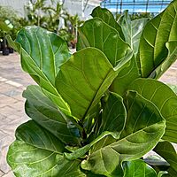 Ficus lyrata (Fiddle Leaf Fig) - 14" Pot Bush