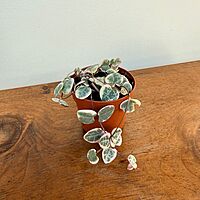 String of Hearts (Ceropegia woodii) - 2.5" Pot