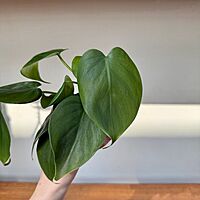 Heart-Leaf Philodendron (Philodendron cordatum) - 3" Pot