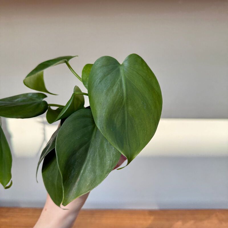 Heart-Leaf Philodendron (Philodendron cordatum) - 3" Pot