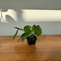 Heart-Leaf Philodendron (Philodendron cordatum) - 3" Pot