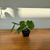 Heart-Leaf Philodendron (Philodendron cordatum) - 3" Pot