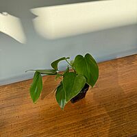 Heart-Leaf Philodendron (Philodendron cordatum) - 3" Pot
