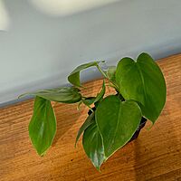 Heart-Leaf Philodendron (Philodendron cordatum) - 3" Pot