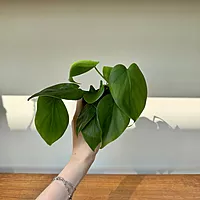 Heart-Leaf Philodendron (Philodendron cordatum) - 3" Pot
