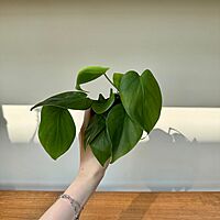 Heart-Leaf Philodendron (Philodendron cordatum) - 3" Pot