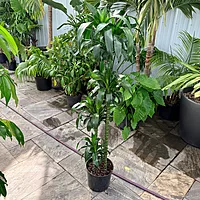 Dracaena fragrans 'Lisa' (Corn Plant 'Lisa') - 10" Pot