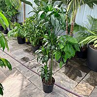 Dracaena fragrans 'Lisa' (Corn Plant 'Lisa') - 10" Pot