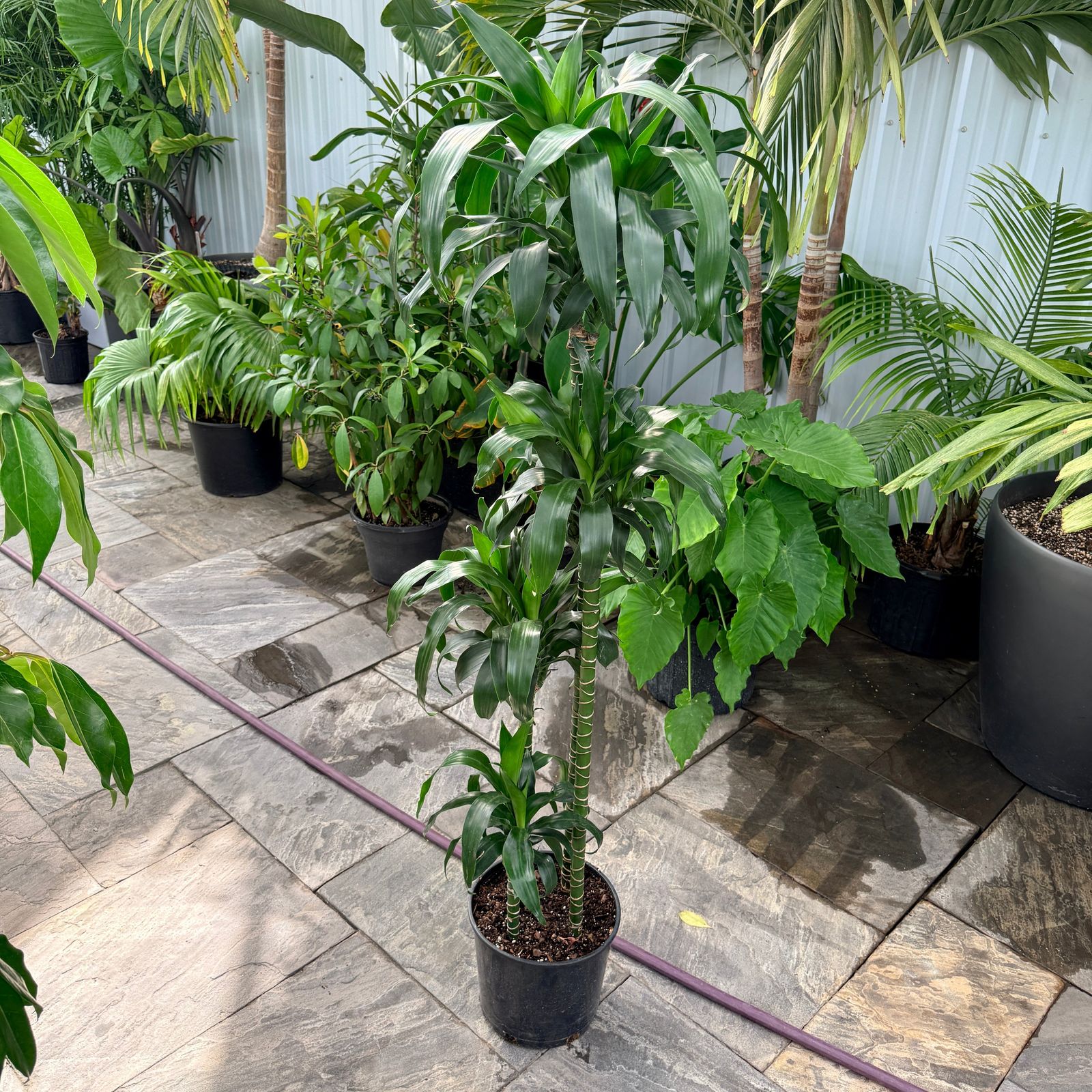 Dracaena fragrans 'Lisa' (Corn Plant 'Lisa') - 10" Pot