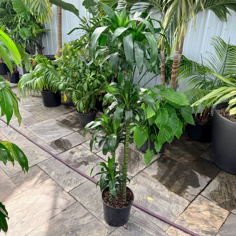 Dracaena fragrans 'Lisa' (Corn Plant 'Lisa') - 10" Pot