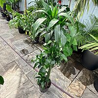 Dracaena fragrans 'Lisa' (Corn Plant 'Lisa') - 10" Pot
