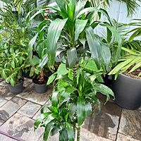 Dracaena fragrans 'Lisa' (Corn Plant 'Lisa') - 10" Pot