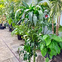 Dracaena fragrans 'Lisa' (Corn Plant 'Lisa') - 10" Pot