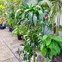 Dracaena fragrans 'Lisa' (Corn Plant 'Lisa') - 10" Pot