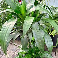 Dracaena fragrans 'Lisa' (Corn Plant 'Lisa') - 10" Pot