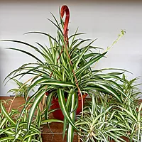 Spider Plant (Chlorophytum comosum) - 8" Pot HB