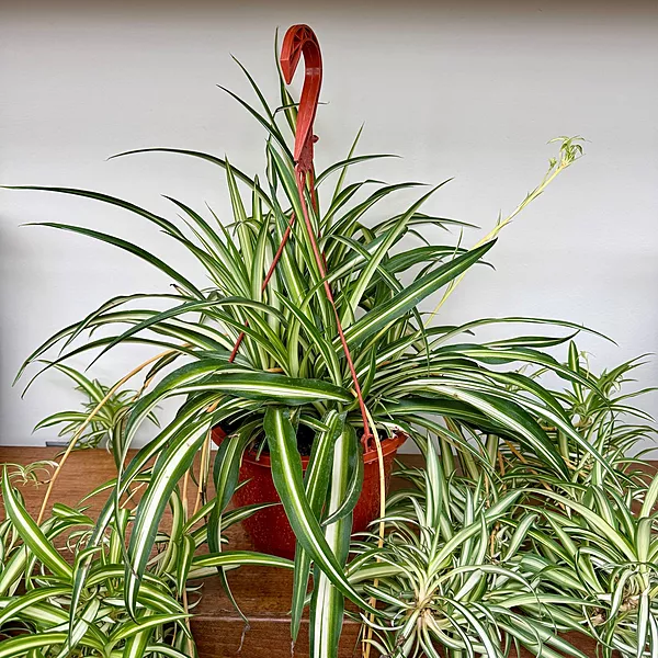 Spider Plant (Chlorophytum comosum) - 8" Pot HB