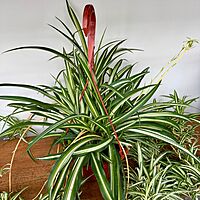 Spider Plant (Chlorophytum comosum) - 8" Pot HB