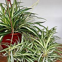 Spider Plant (Chlorophytum comosum) - 8" Pot HB