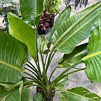 Bird of Paradise - White (Strelitzia nicolai) - 10" Pot (4'H)