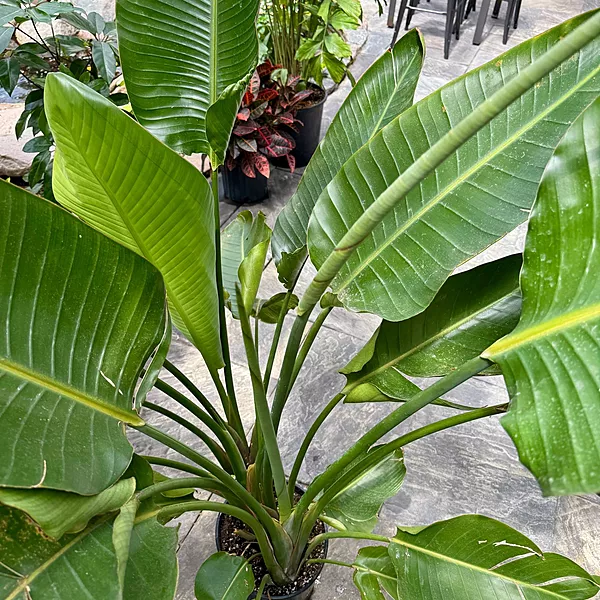 Bird of Paradise - White (Strelitzia nicolai) - 10" Pot (4'H)
