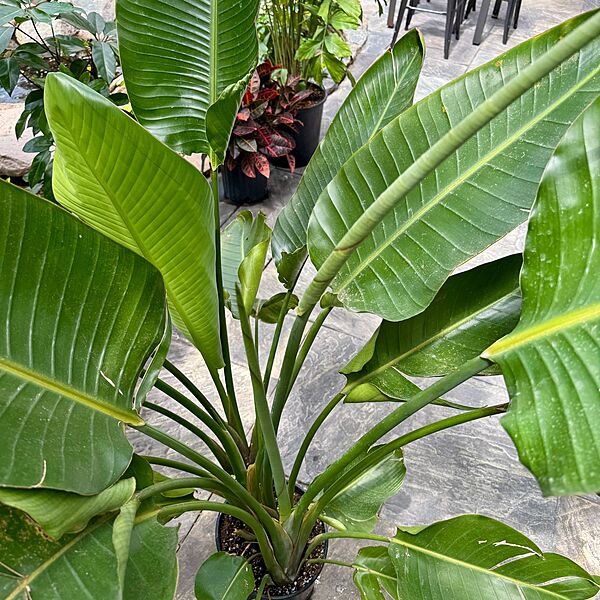 Bird of Paradise - White (Strelitzia nicolai) - 10" Pot (4'H)