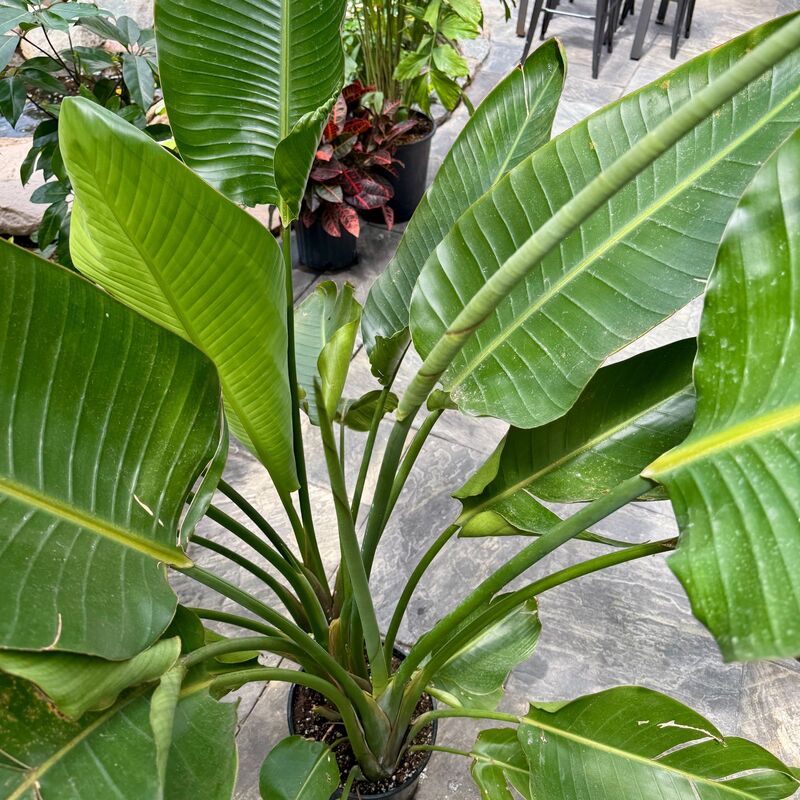 Bird of Paradise - White (Strelitzia nicolai) - 10" Pot (4'H)