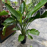Bird of Paradise - White (Strelitzia nicolai) - 10" Pot (4'H)