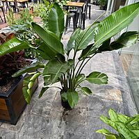 Bird of Paradise - White (Strelitzia nicolai) - 10" Pot (4'H)