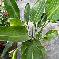 Bird of Paradise - White (Strelitzia nicolai) - 10" Pot (4'H)