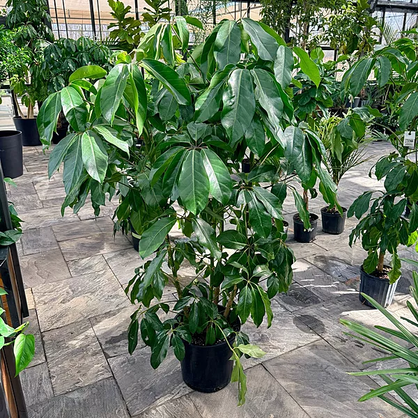 Schefflera actinophylla 'Amate' (Umbrella Tree 'Amate') - 14" Pot - Bush