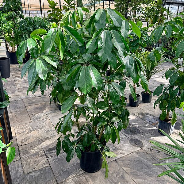 Schefflera actinophylla 'Amate' (Umbrella Tree 'Amate') - 14" Pot - Bush