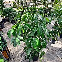 Schefflera actinophylla 'Amate' (Umbrella Tree 'Amate') - 14" Pot - Bush