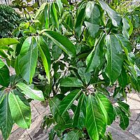 Schefflera actinophylla 'Amate' (Umbrella Tree 'Amate') - 14" Pot - Bush
