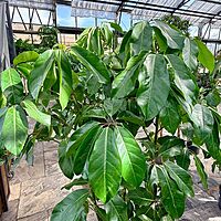 Schefflera actinophylla 'Amate' (Umbrella Tree 'Amate') - 14" Pot - Bush