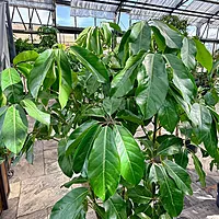 Schefflera actinophylla 'Amate' (Umbrella Tree 'Amate') - 14" Pot - Bush