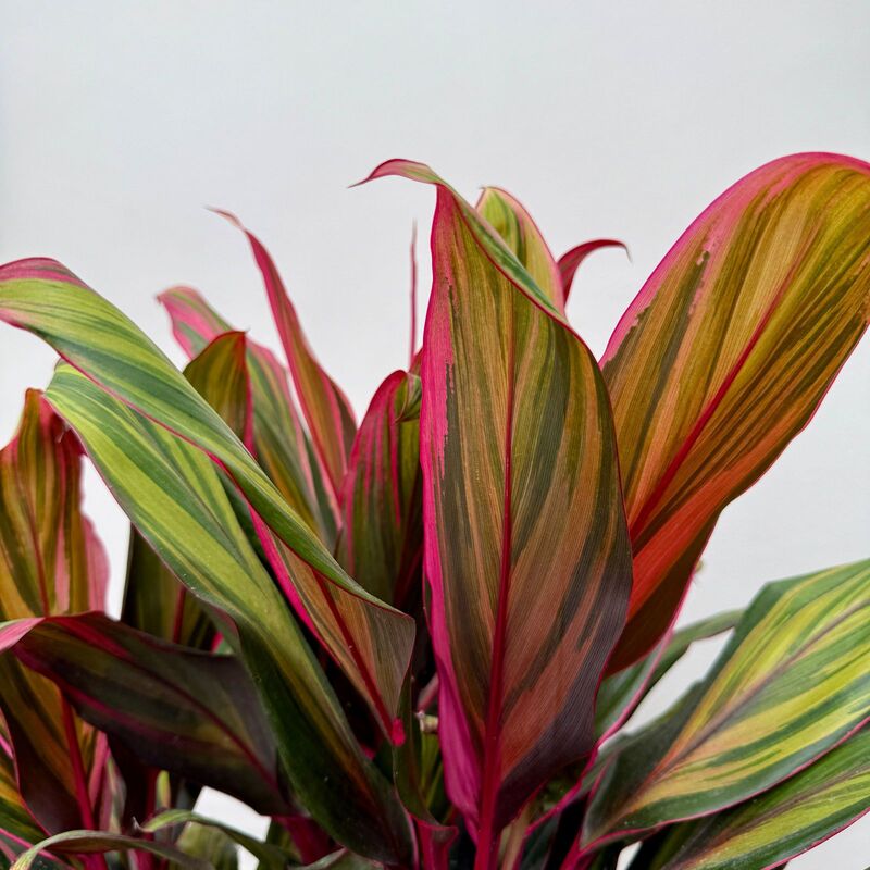 Cordyline fruiticosa 'Harlequin' (Cordyline 'Harlequin' - 10" Pot