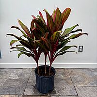 Cordyline fruiticosa 'Harlequin' (Cordyline 'Harlequin' - 10" Pot